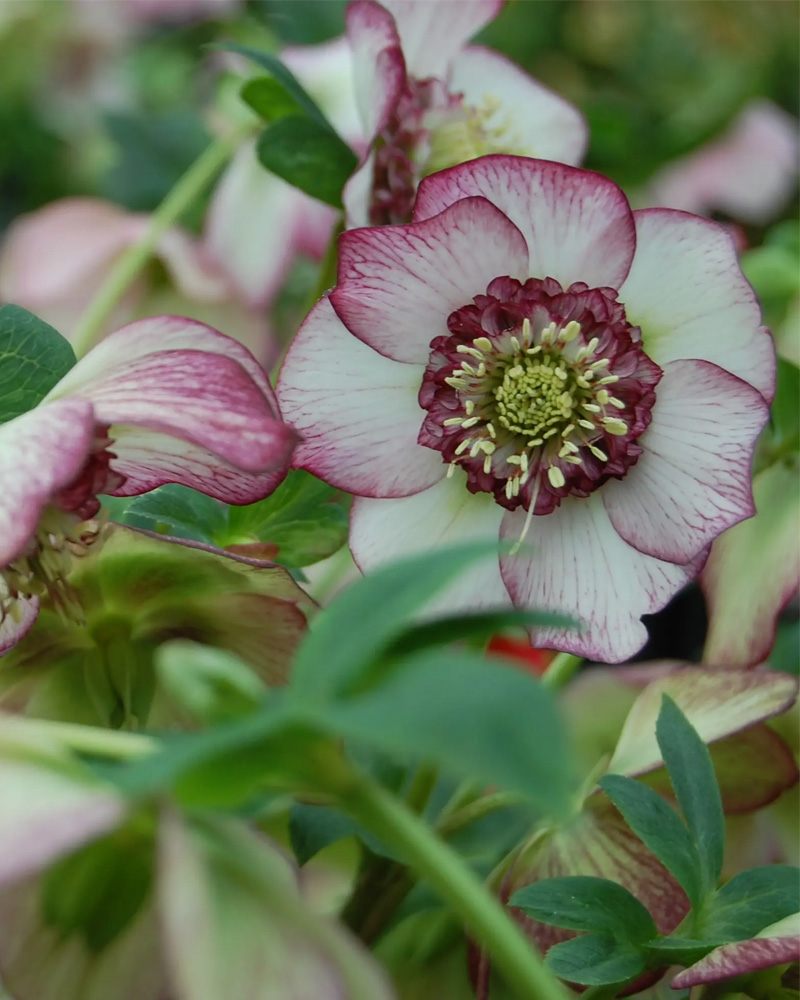 Winter Jewels&reg; Cherry Blossom Hellebore #1<br><i>Helleborus 'Cherry Blossom'</br></i>