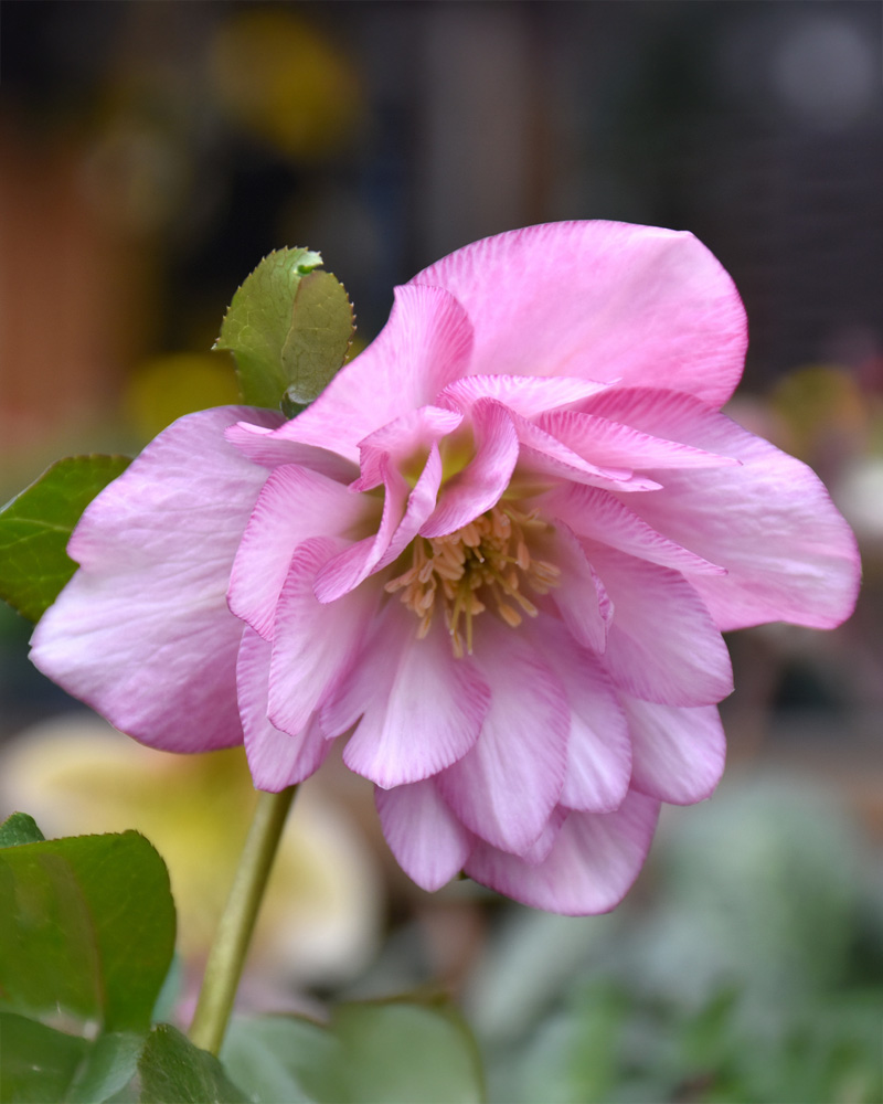 Winter Jewels&reg; Cotton Candy Hellebore #1<br><i>Helleborus 'Cotton Candy'</br></i>