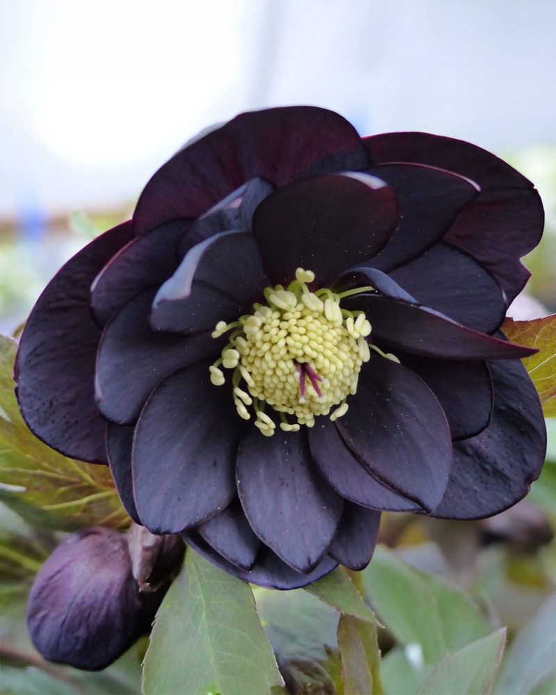 Winter Jewels&reg; Double Slate Hellebore #1<br><i>Helleborus 'Double Slate'</br></i>
