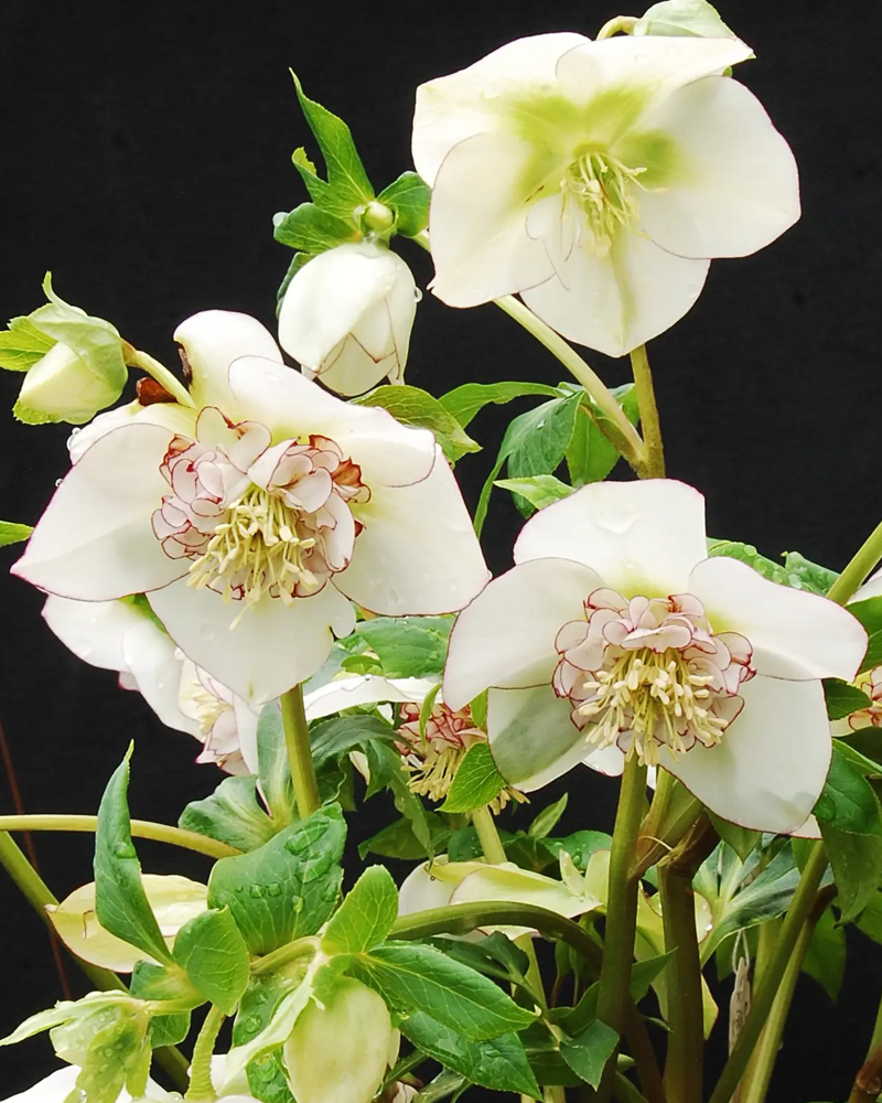 Winter Jewels&reg; Picotee Pearl Hellebore #1<br><i>Helleborus 'Picotee Pearl'</br></i>