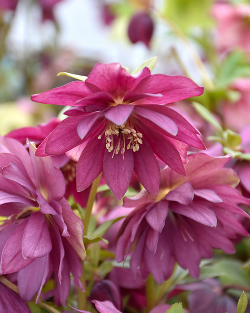 Winter Jewels&reg; Red Sapphire Hellebore #1<br><i>Helleborus 'Red Sapphire'</br></i>