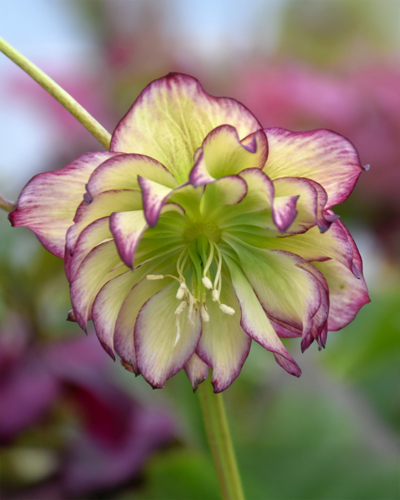 Winter Jewels&reg; Rose Quartz Hellebore #1<br><i>Helleborus 'Rose Quartz'</br></i>