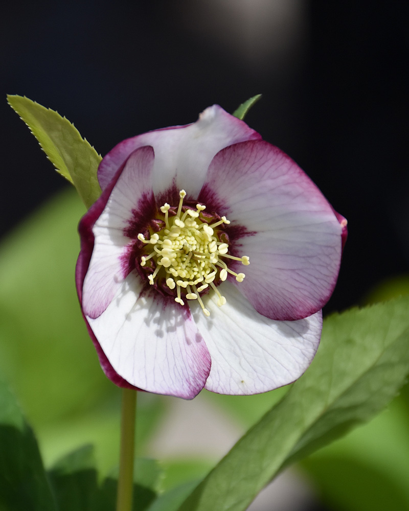 Honeymoon&reg; French Kiss Hellebore #1<br><i>Helleborus 'French Kiss'</br></i>