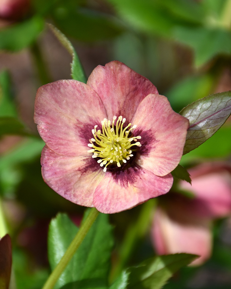 Honeymoon&reg; Sandy Shores Hellebore #1<br><i>Helleborus 'Sandy Shores'</br></i>