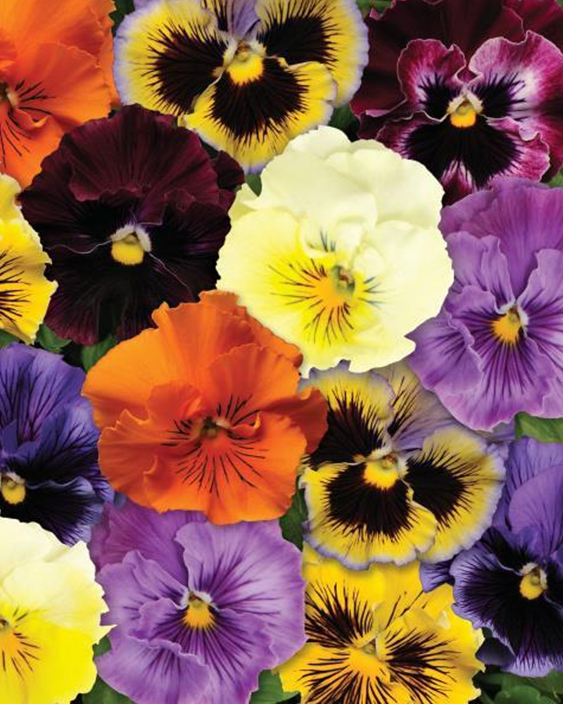 Pansy Frizzle Sizzle Mix 6 Pack