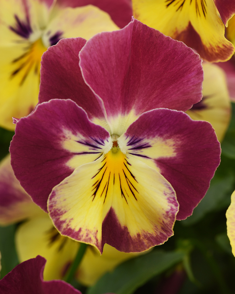 Pansy Cool Wave Strawberry Swirl 4"