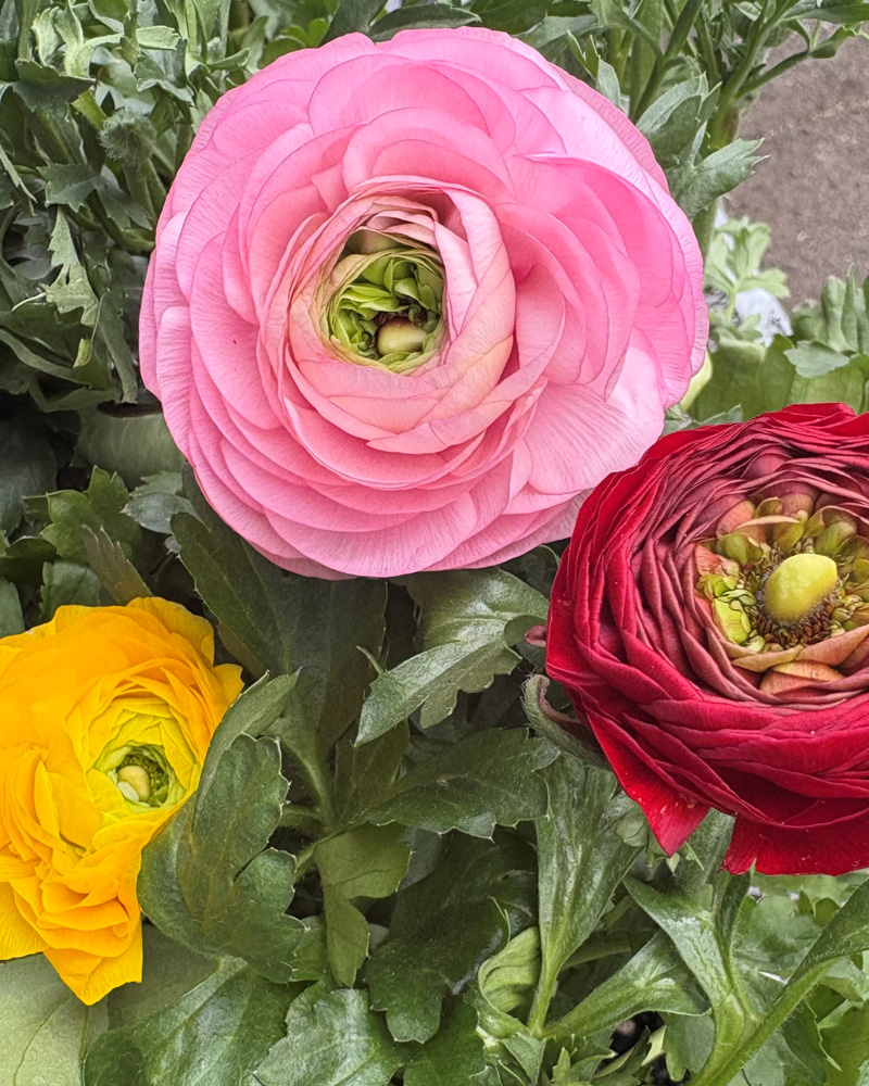 Ranunculus Sprinkles Mix 4"