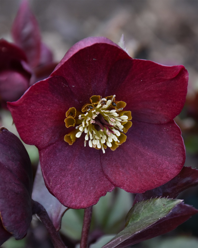 Honeymoon&reg; Rome In Red Hellebore #1<br><i>Helleborus 'Rome In Red'</br></i>