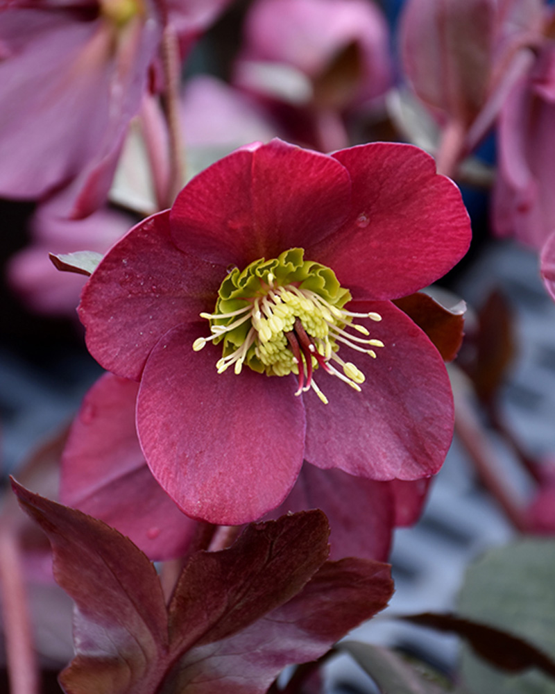 Anna's Red Hellebore #1<br><i>Helleborus 'Anna's Red'</br></i>