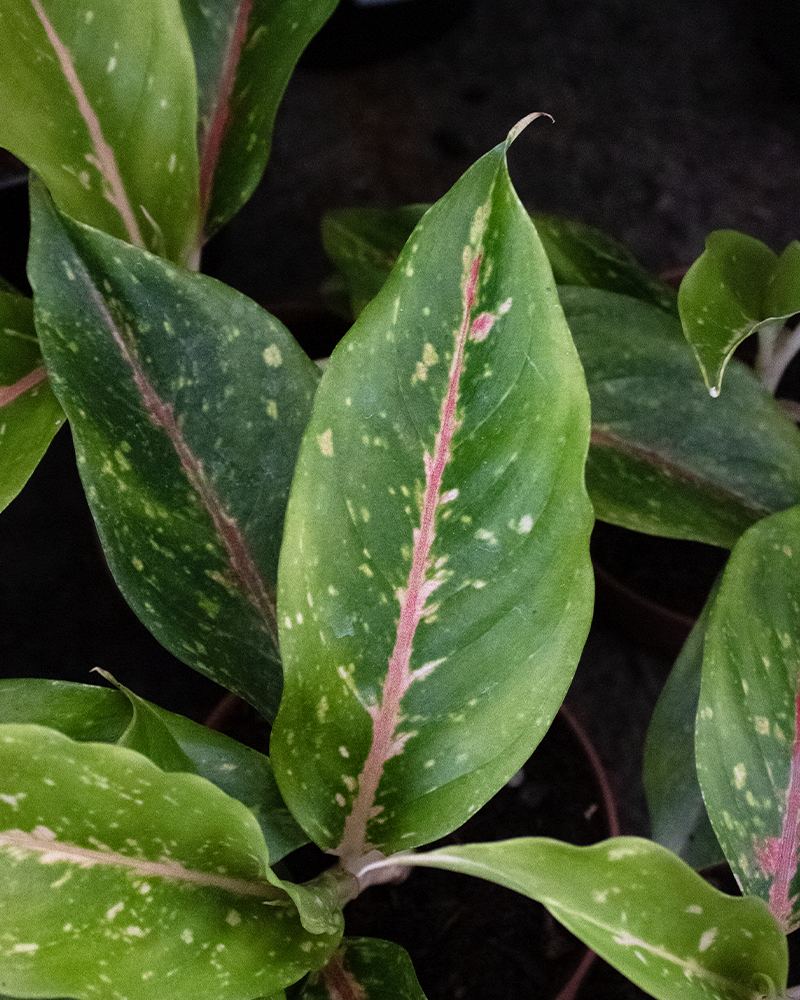 Aglaonema Night Sparkle 4"