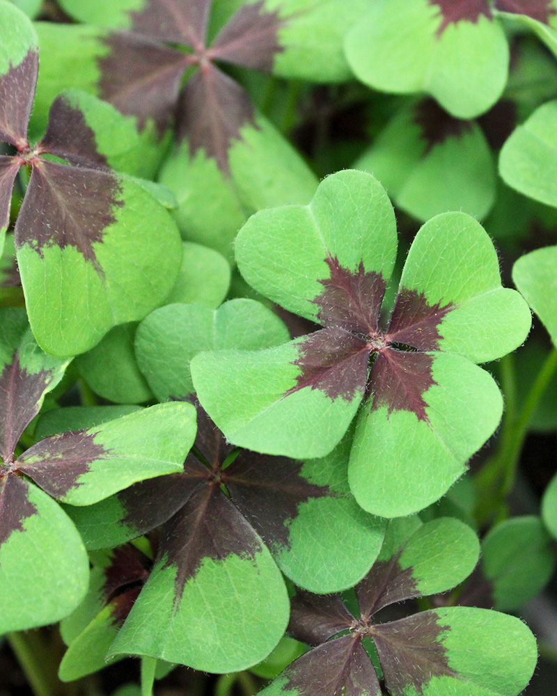 Oxalis Iron Cross 6"