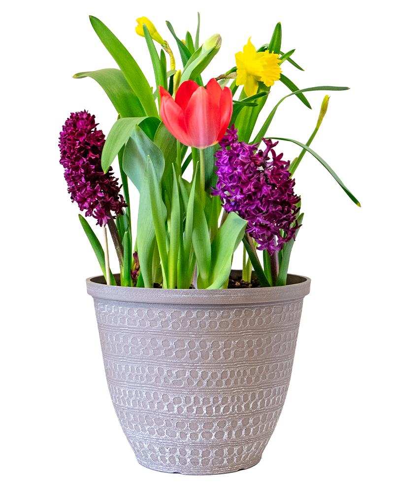 Spring Bulb Combo 12" Patio Pot