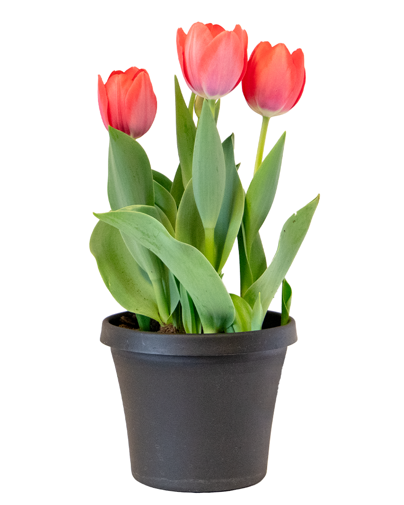 Blooming Bulbs Single Variety 6"