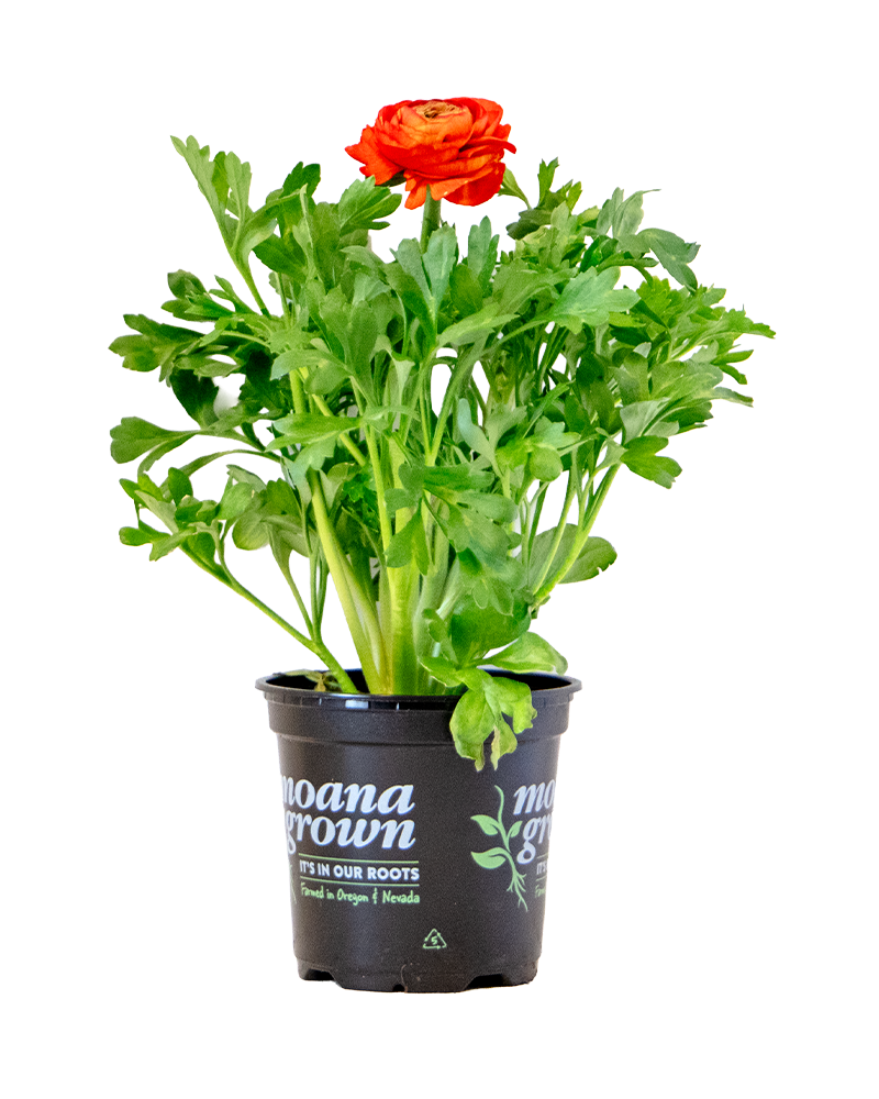 Blooming Bulbs Single Variety 4"