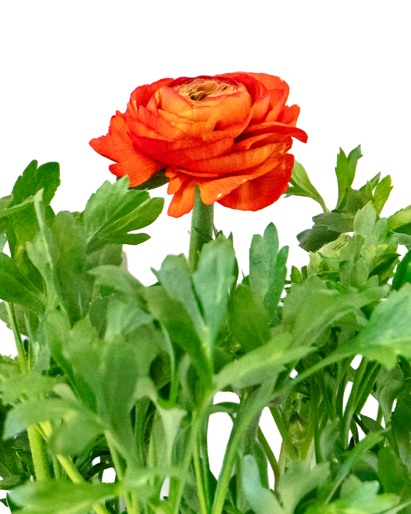 Blooming Bulbs Single Variety 4\"