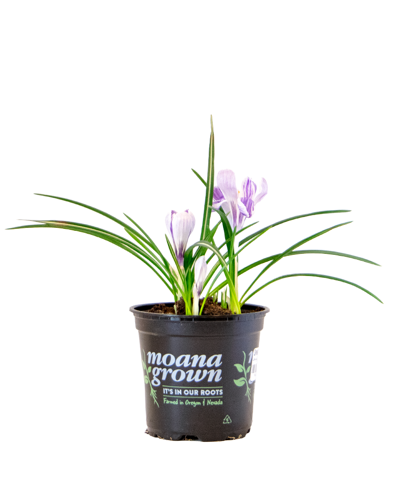Blooming Bulbs Single Variety 4\"