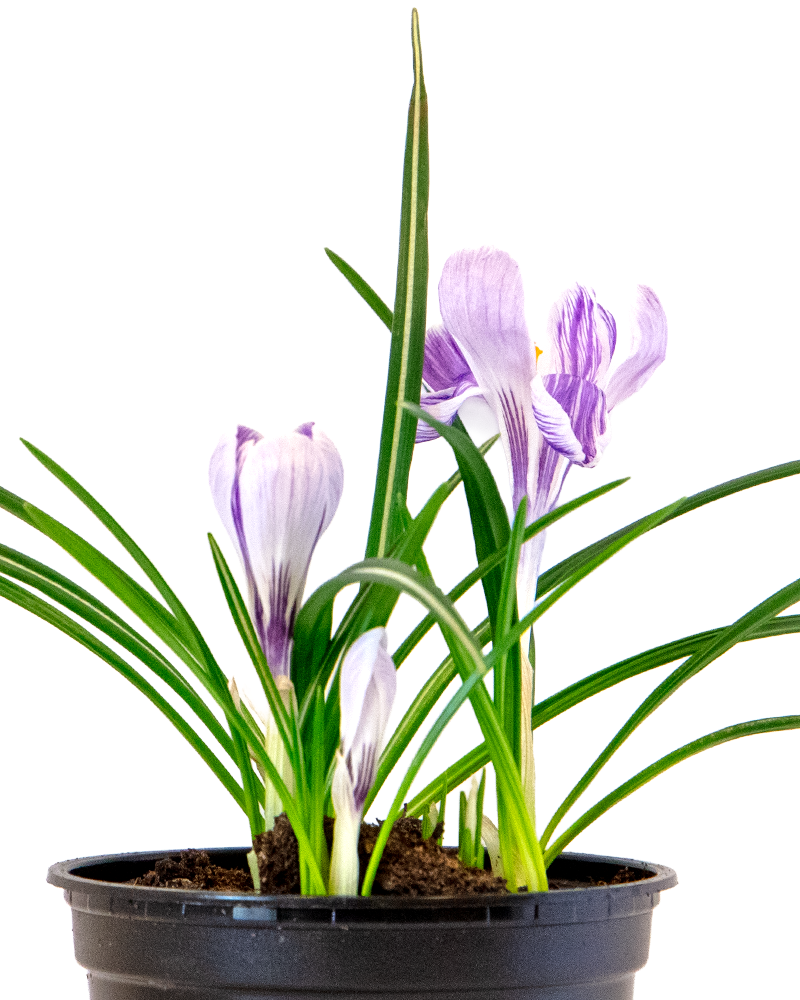 Blooming Bulbs Single Variety 4\"