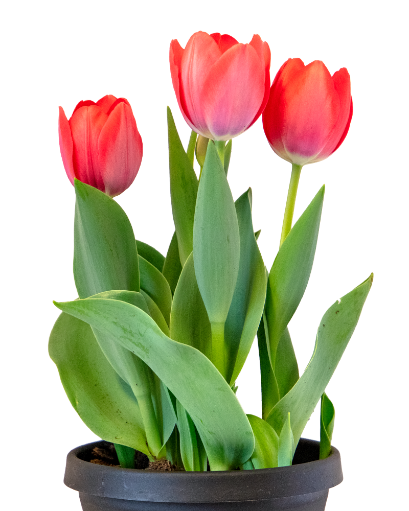 Blooming Bulbs Single Variety 6\"