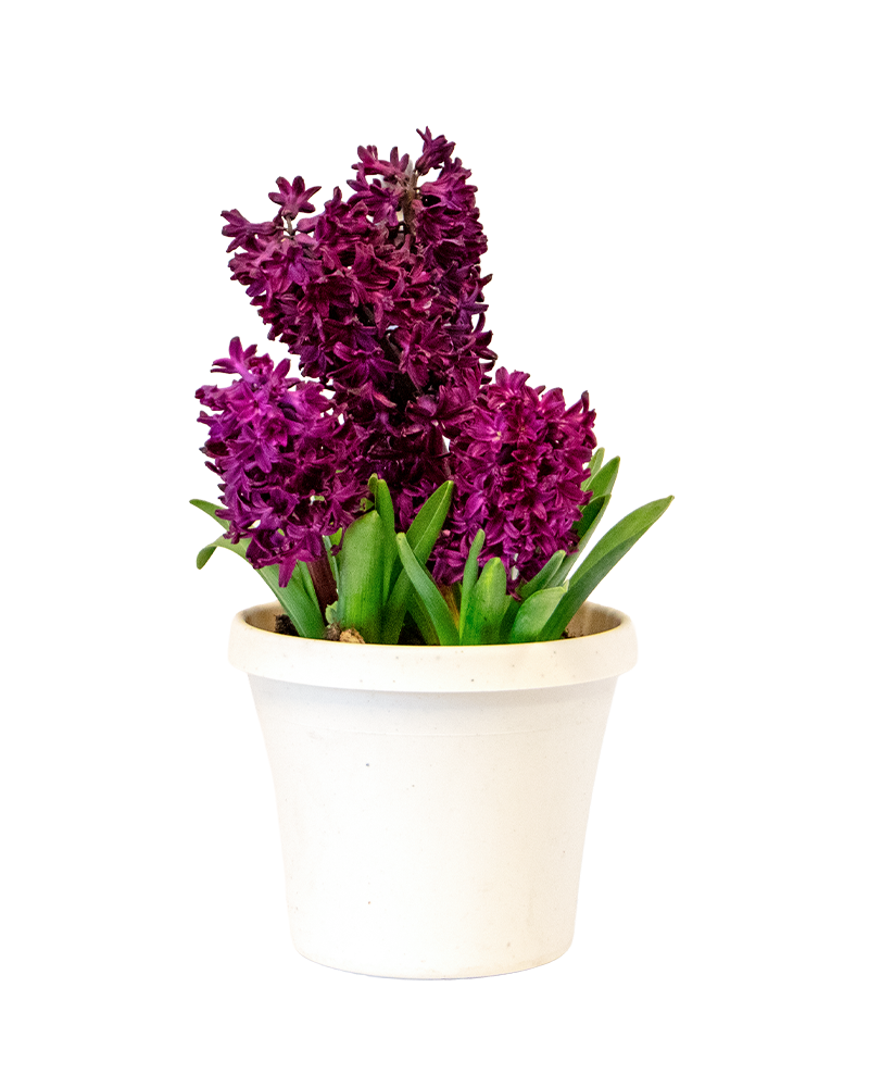 Blooming Bulbs Single Variety 6\"