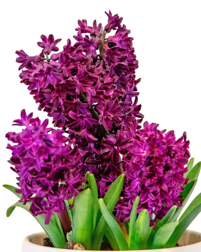 Blooming Bulbs Single Variety 6\"