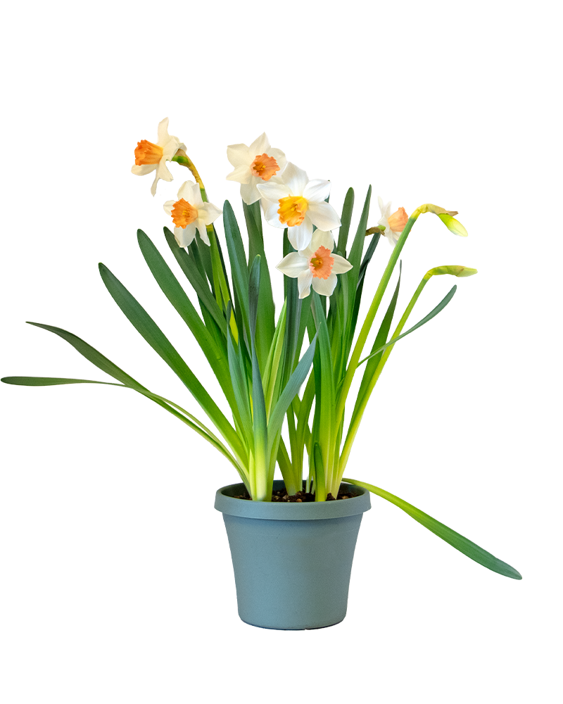 Blooming Bulbs Single Variety 6\"
