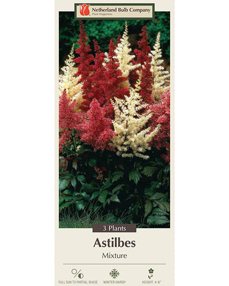 Astilbe Arendsii Mixture