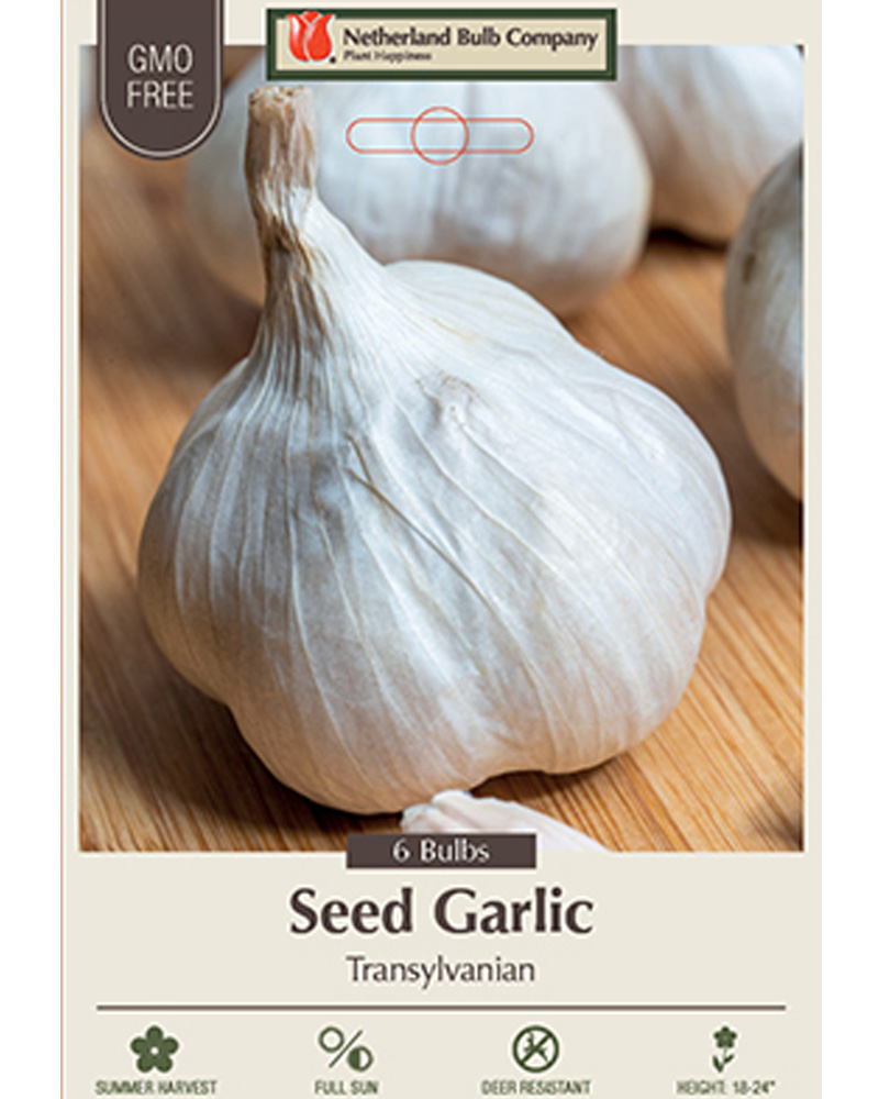 Garlic Transylvanian