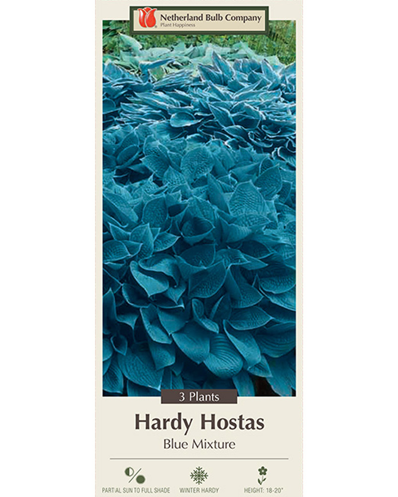 Hosta Blue Mixture