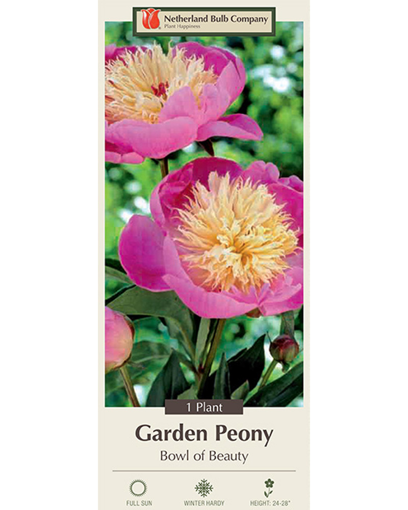 Peony Bowl of Beauty