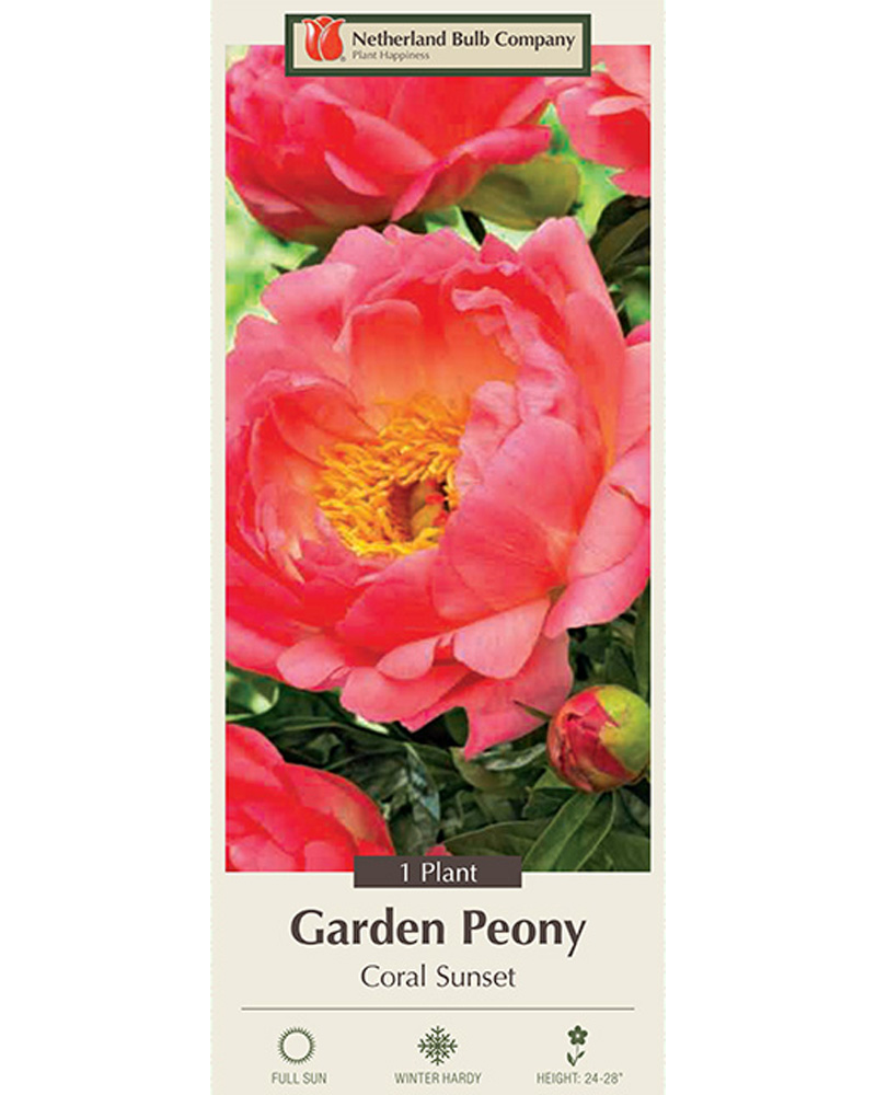 Peony Coral Sunset