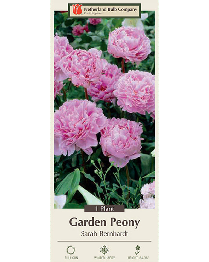 Peony Sarah Bernhardt