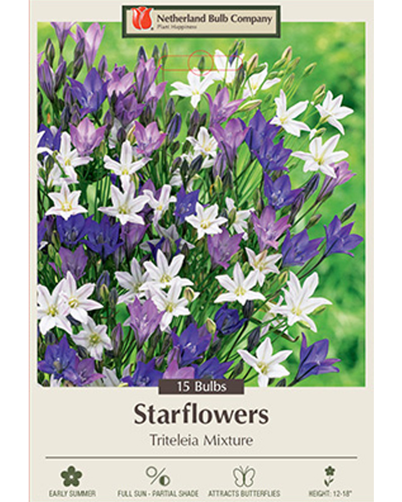 Starflowers Mixture