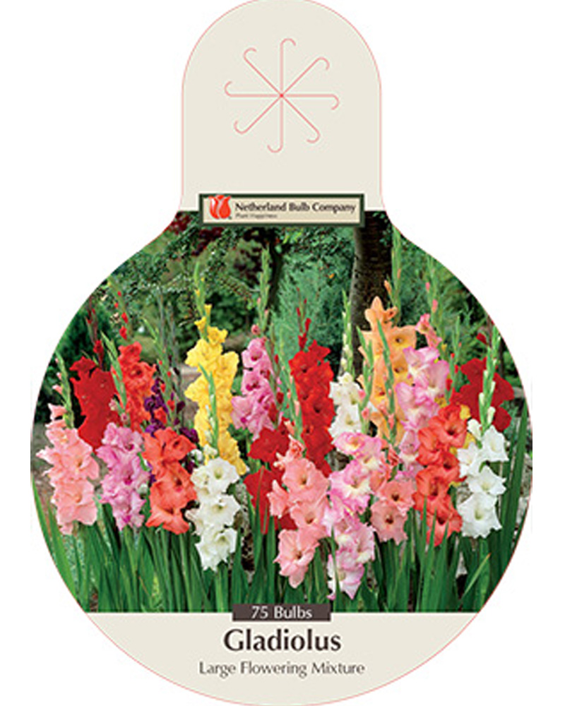 Gladiolus Large Flowering Mixture Value Pack