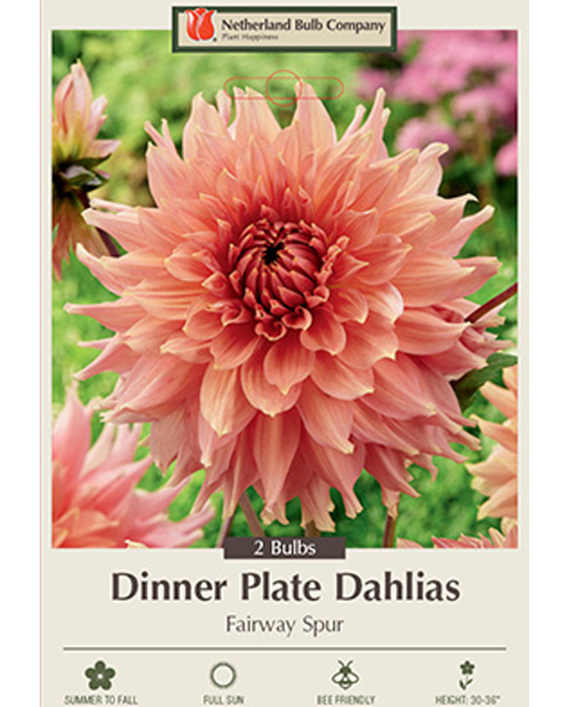 Dahlia Fairway Spur