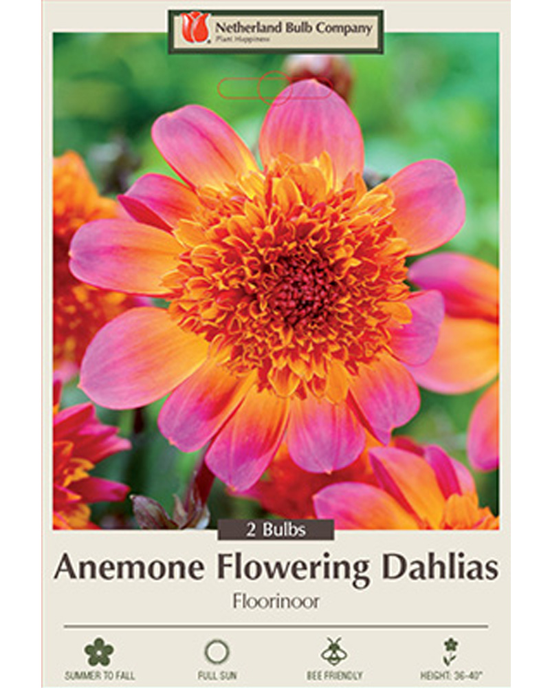 Dahlia Anemone Floorinoor