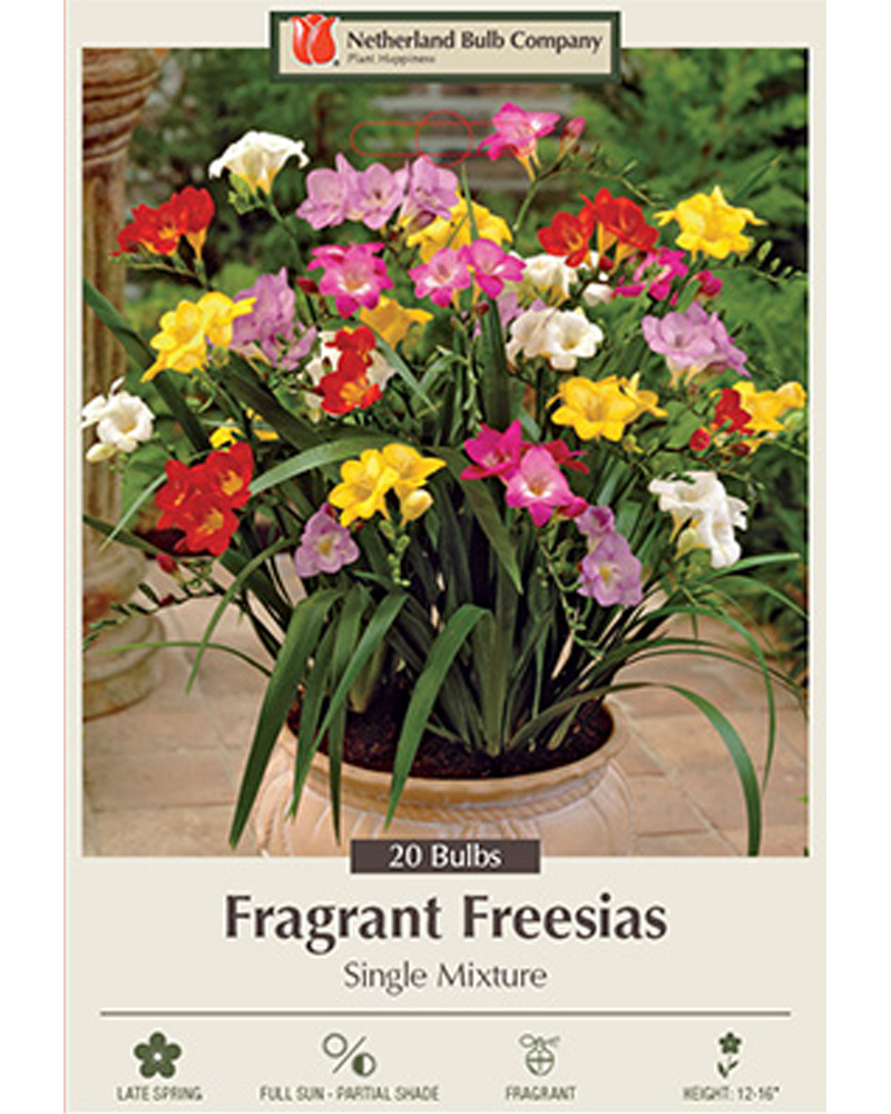 Freesia Single Mixture