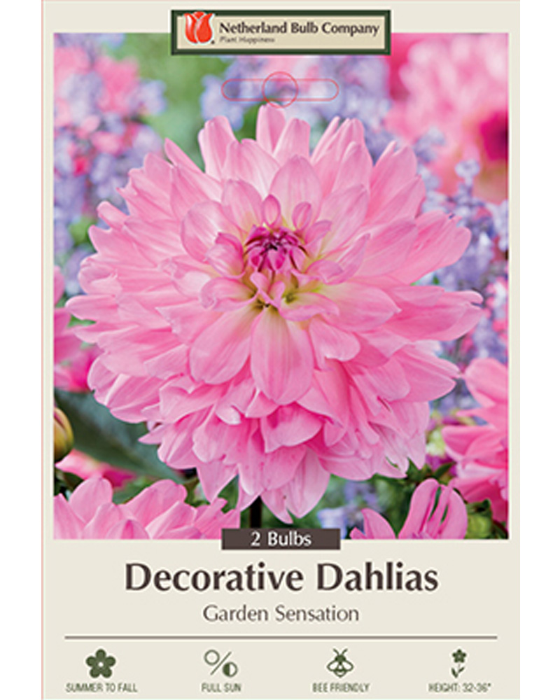 Dahlia Decorative Garden Sensation
