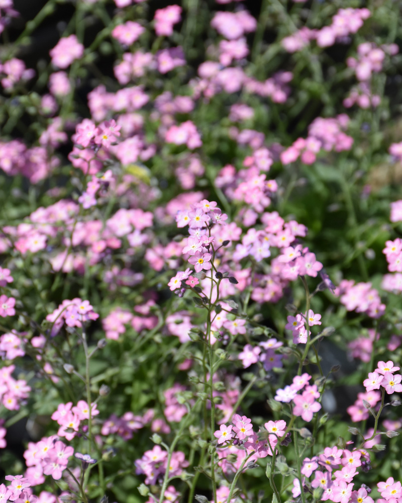 Rosylva Forget-Me-Not 4"<br><i>Myosotis sylvatica 'Rosylva'</br></i>