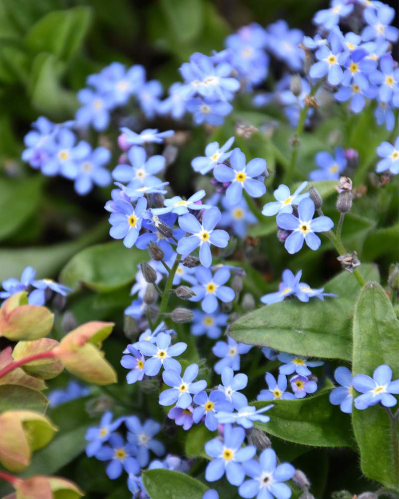 Mon Amie Blue Forget-Me-Not 4"<br><i>Myosotis sylvatica 'Mon Amie Blue'</br></i>