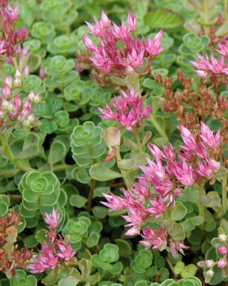 John Creech Stonecrop #1<br><i>Sedum spurium 'John Creech'</br></i>