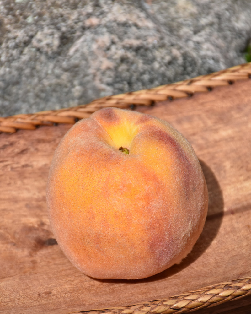 Early Elberta Peach #10<br><i>Prunus persica 'Early Elberta'</br></i>