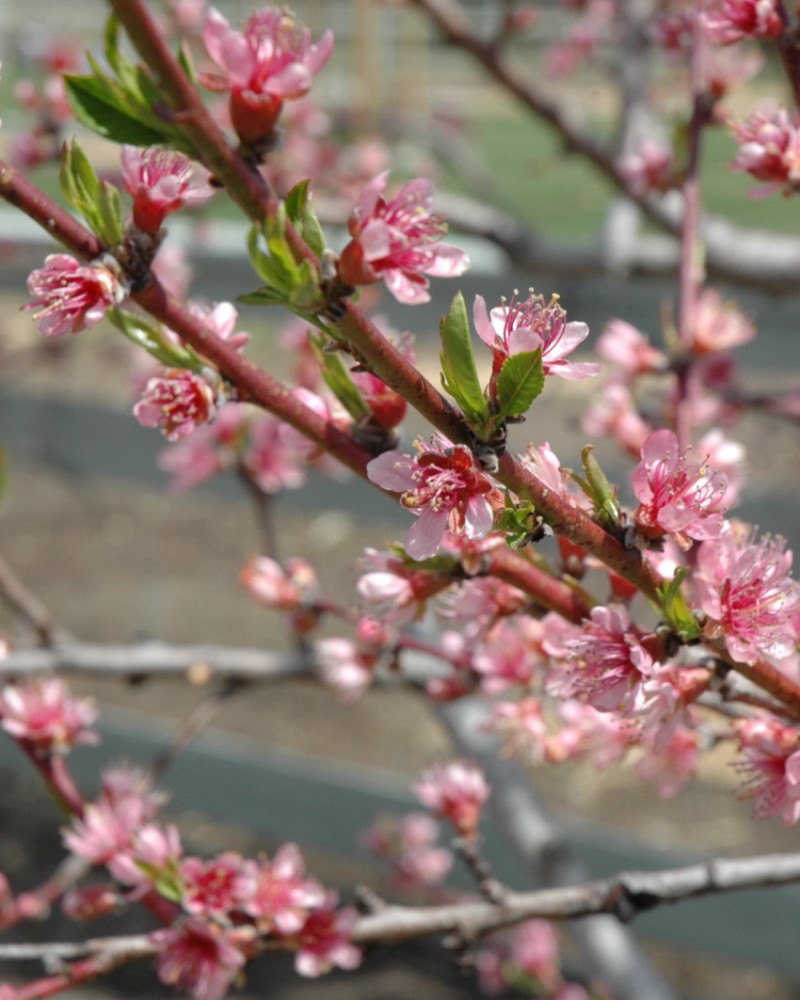 Redhaven Peach #10<br><i>Prunus persica 'Redhaven'</br></i>