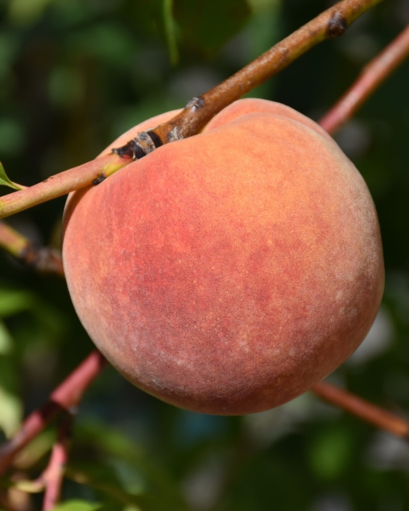 Redhaven Peach #10<br><i>Prunus persica \'Redhaven\'</br></i>