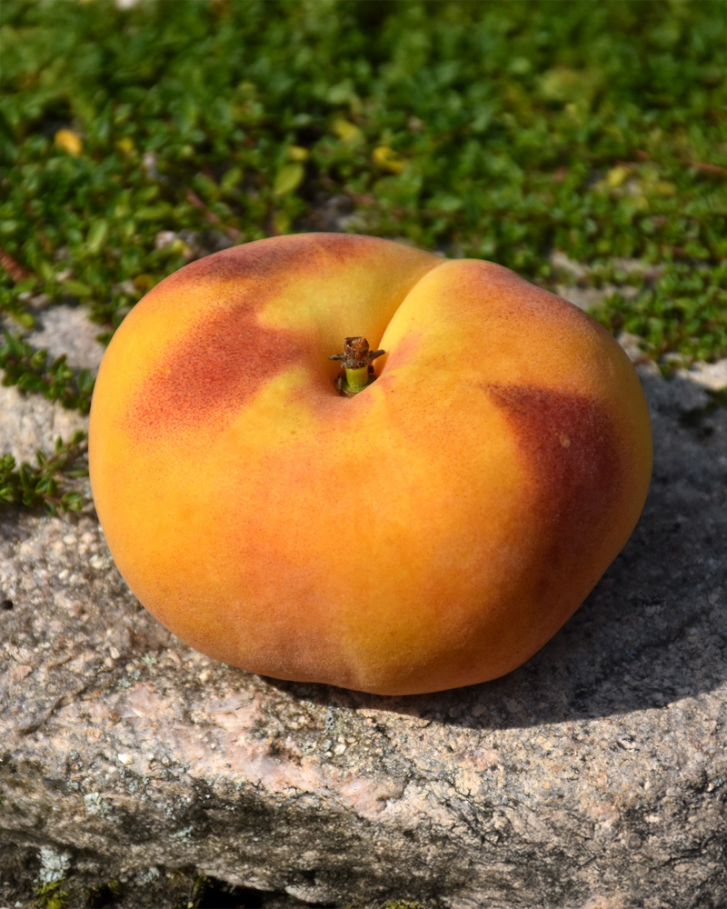 Galaxy Peach #10<br><i>Prunus persica 'Galaxy'</br></i>
