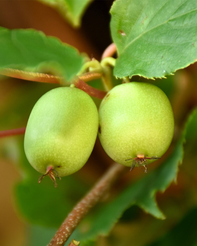 Issai Hardy Kiwi #5<br><i>Actinidia arguta 'Issai'</br></i>