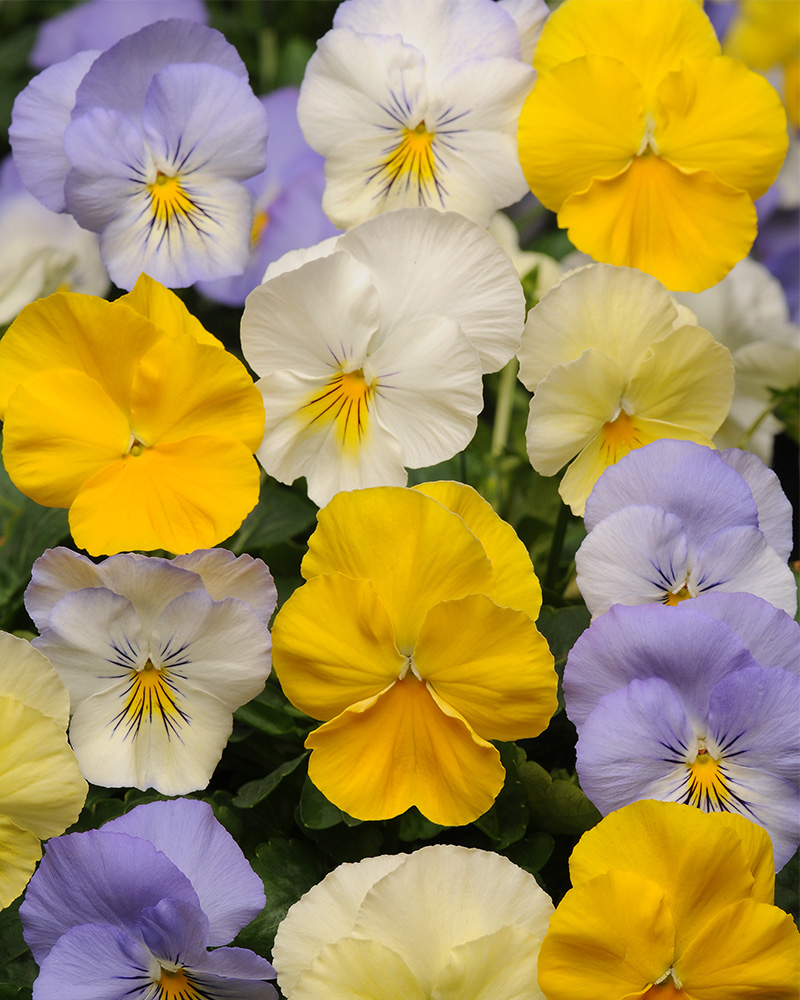 Pansy Cool Wave Pastel Mix 4"