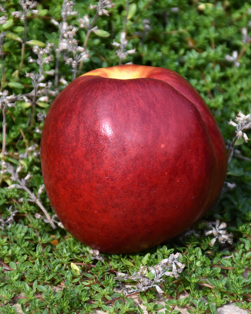 Necta Zee Nectarine Dwarf #5<br><i>Prunus persica var. nucipersica 'Necta Zee'</br></i>