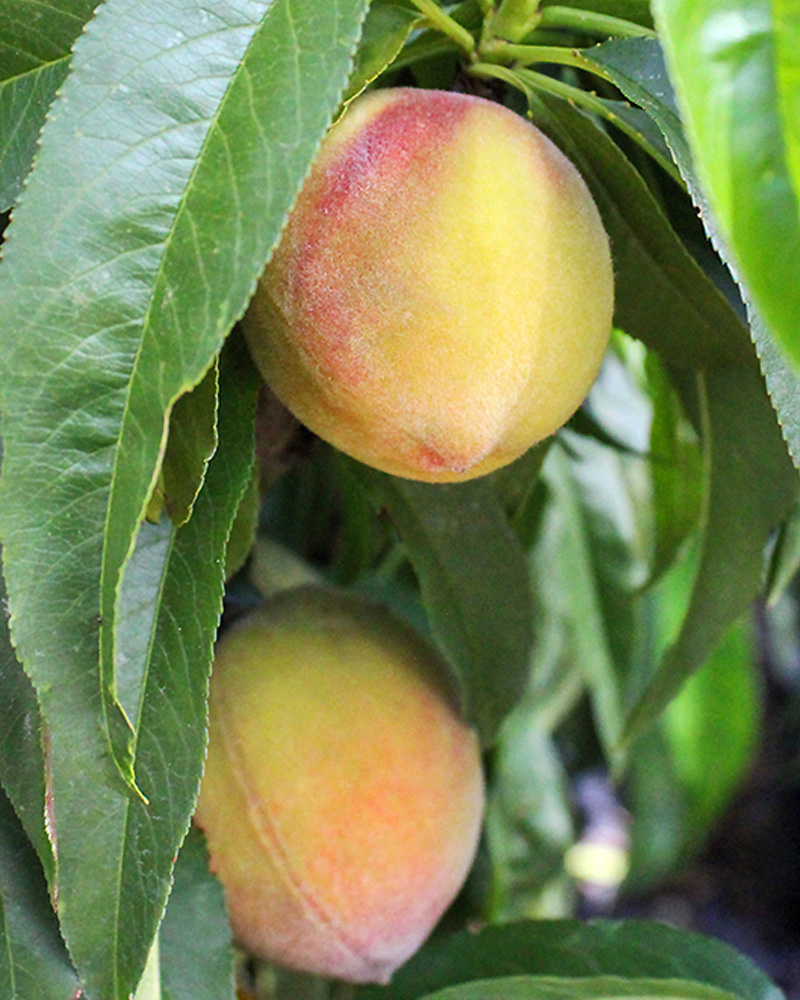 Pix Zee Peach Dwarf #5<br><i>Prunus persica 'Pix Zee'</br></i>