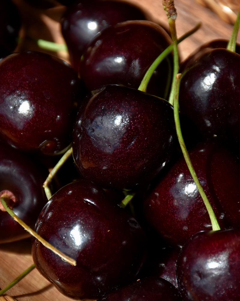 Black Tartarian Cherry #5<br><i>Prunus avium 'Black Tartarian'</br></i>