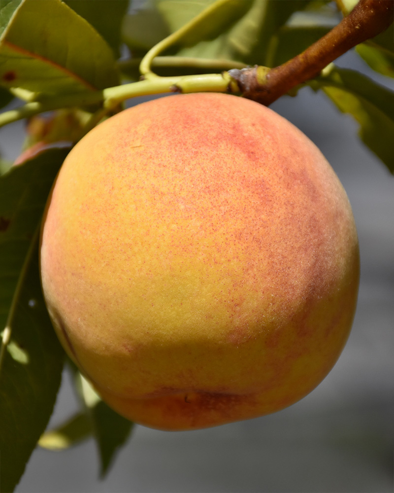 Reliance Peach #10<br><i>Prunus persica 'Reliance'</br></i>